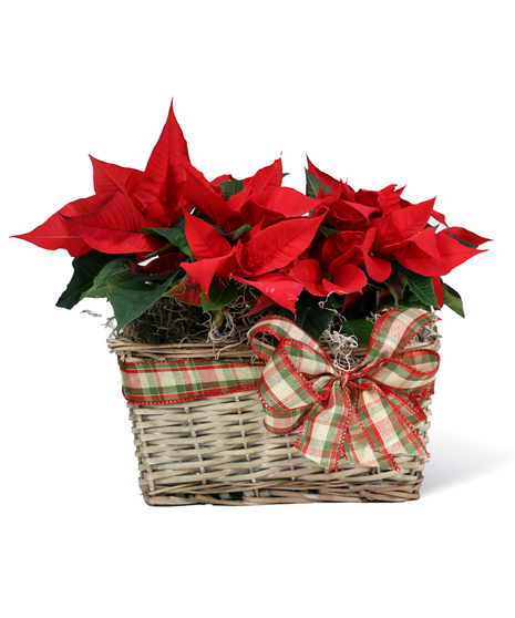 Poinsettia Basket