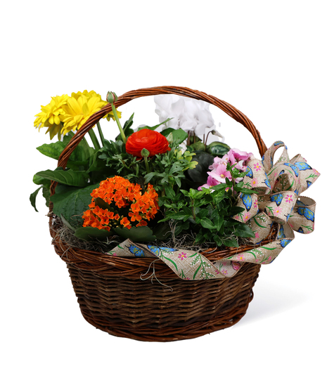 Blooming plants in a woven basket