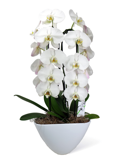 Waterfall Orchid