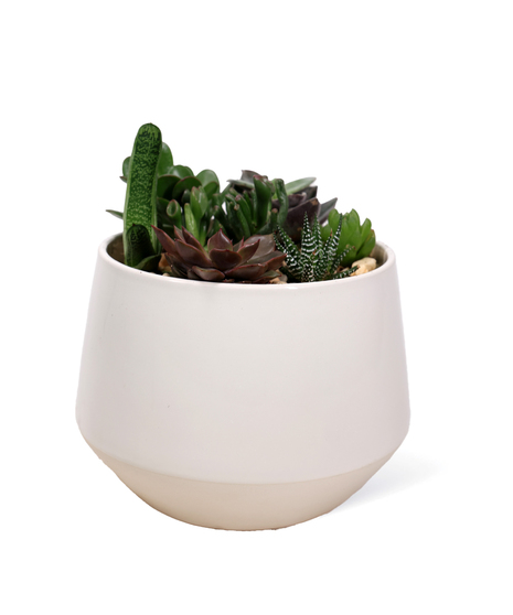 Modern Succulent Garden