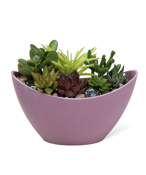 Succulent Garden