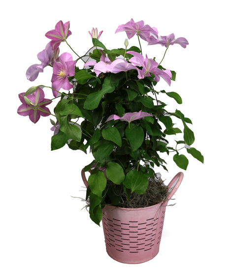 Pink Clematis
