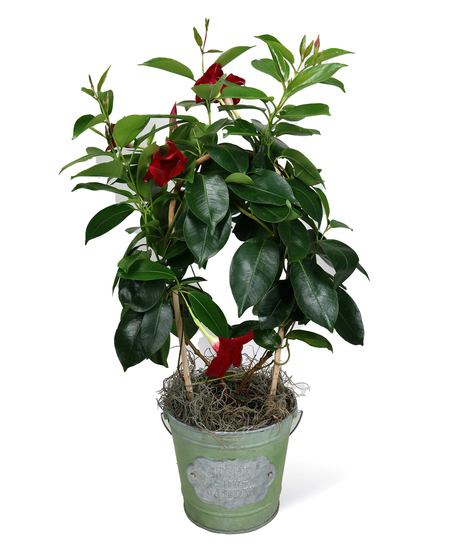 Mandevilla