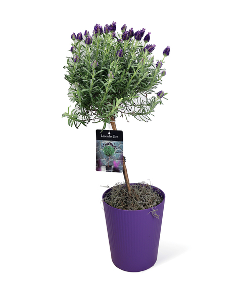 Lavender Topiary