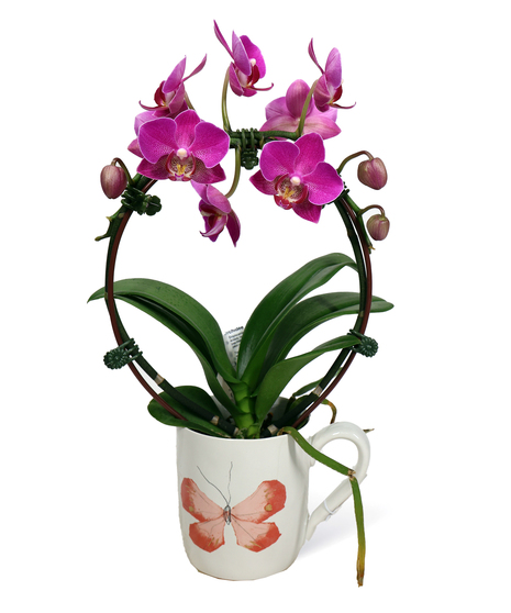 Orchid Hoop