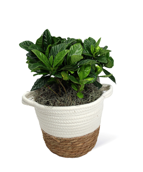 Plants