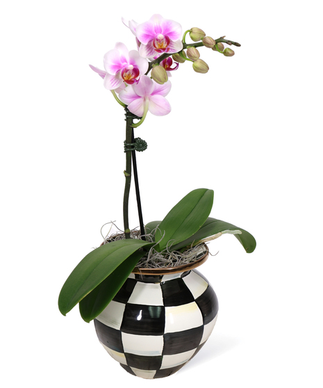 Mackenzie Childs Orchid