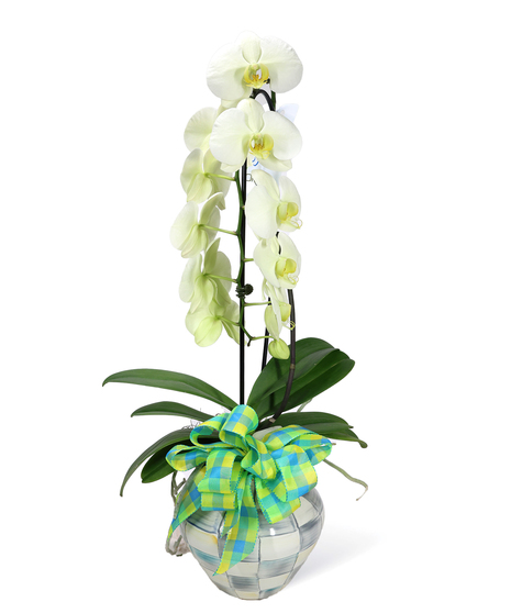 Mackenzie Childs Waterfall Orchid