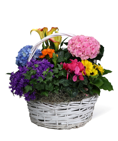 Blooming Baskets