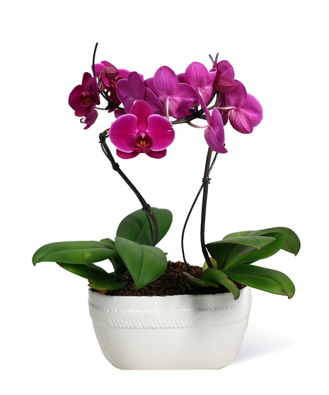Orchid Oasis