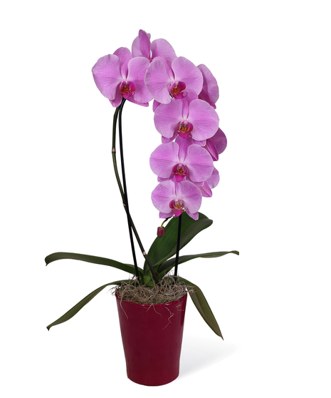 Purple Phalaenopsis Orchid