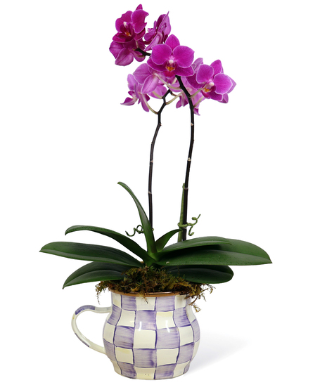 Mackenzie Childs Orchids Cup