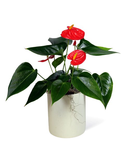 Flamingo Flower Anthurium