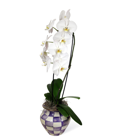Mackenzie Childs Waterfall Orchid Uniontown PA Flowers