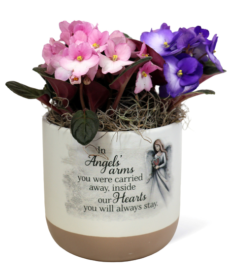 Angel's Arm African Violet Pot