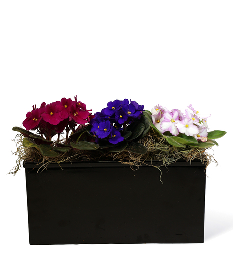 African Violet Window Box