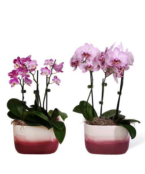 Mom's Orchids