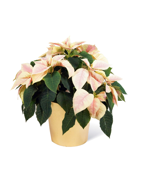 Marble Poinsettia Uniontown, PA