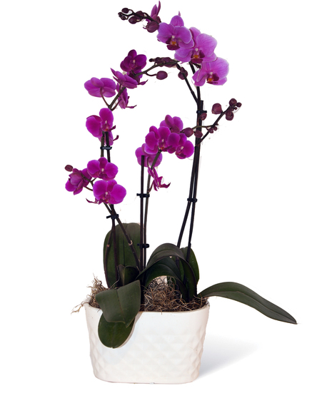 Mom's Orchids