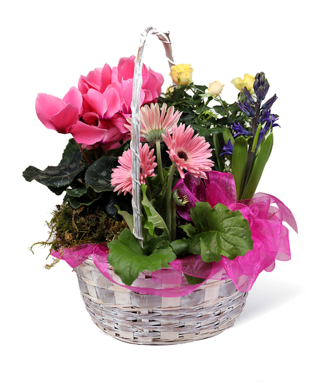 Neubauer's Easter Plant Basket Uniontown, PA