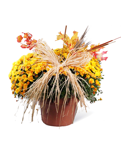 Orange Mum
