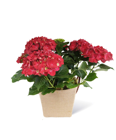 Red Hydrangea Plant - Neubauer's Flowers