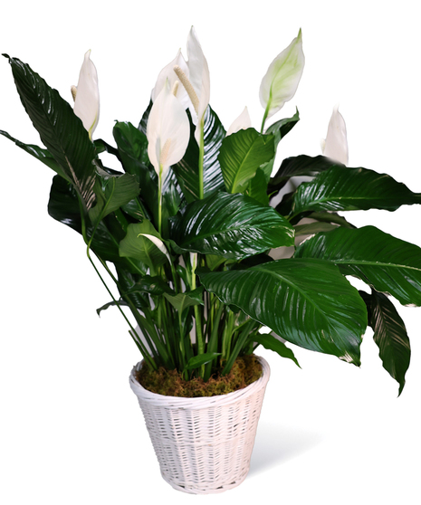 Peace Lily