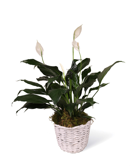 Peace Lily Plant Delivery Uniontown (PA) Neubauer's Flowers