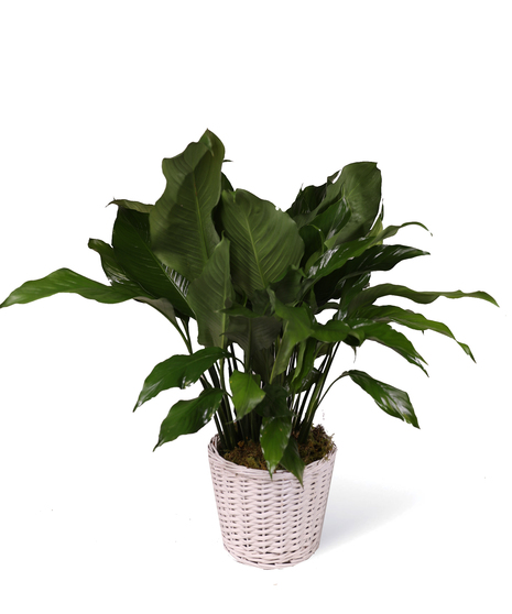 Peace Lily Plant Delivery Uniontown (PA) Neubauer's Flowers