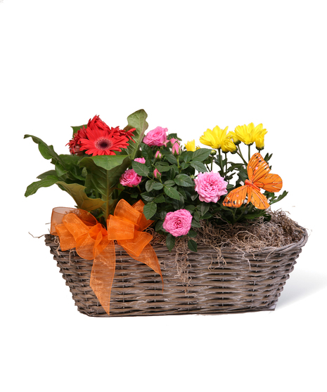 Petite Blooming Basket Uniontown, PA