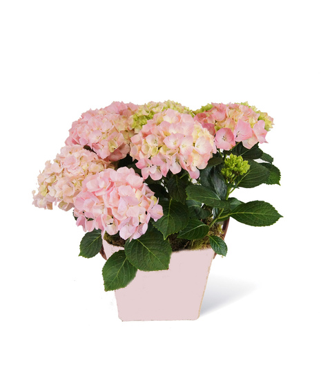 Pink Hydrangea Plant