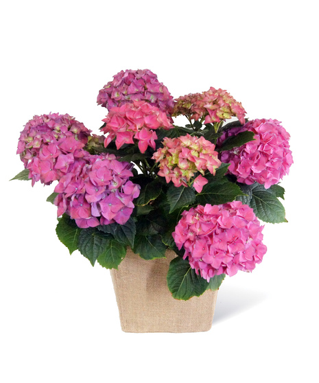 Purple Hydrangea Plant