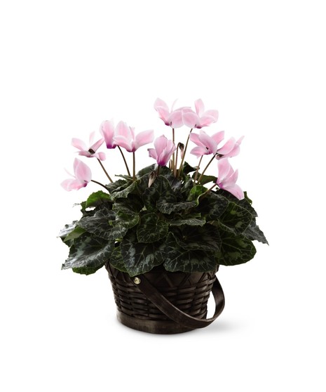 Pink Cyclamen Flower Delivery - Same-day Delivery