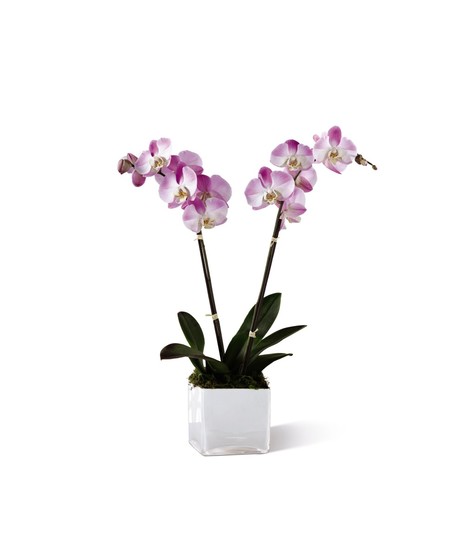 Pink Orchid Planter