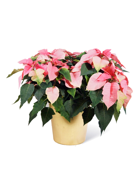 Pink Poinsettia Uniontown, PA
