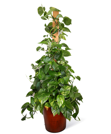 Pothos Pole