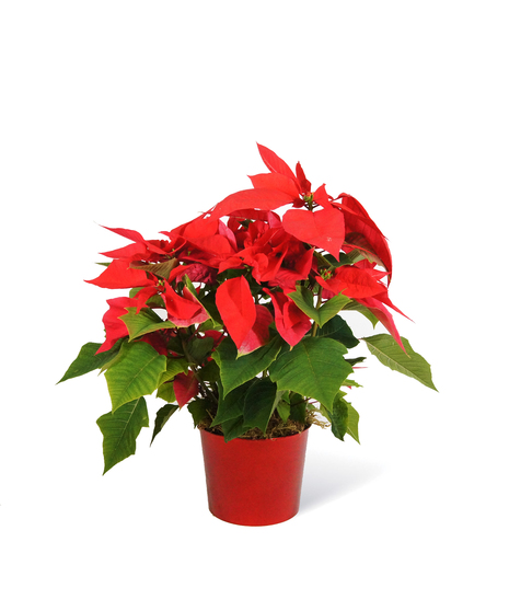 Red Poinsettia Uniontown, PA