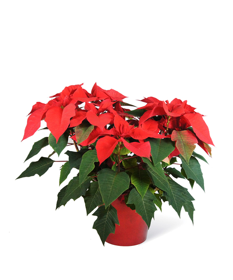 Red Poinsettia Uniontown, PA