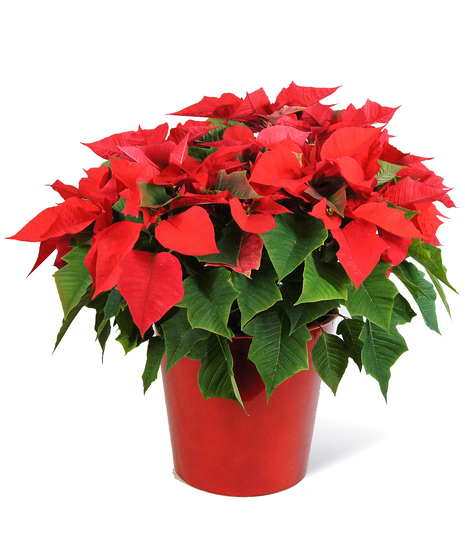 Red Poinsettia
