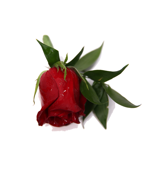 Red Rose Wrist Corsage Uniontown, PA