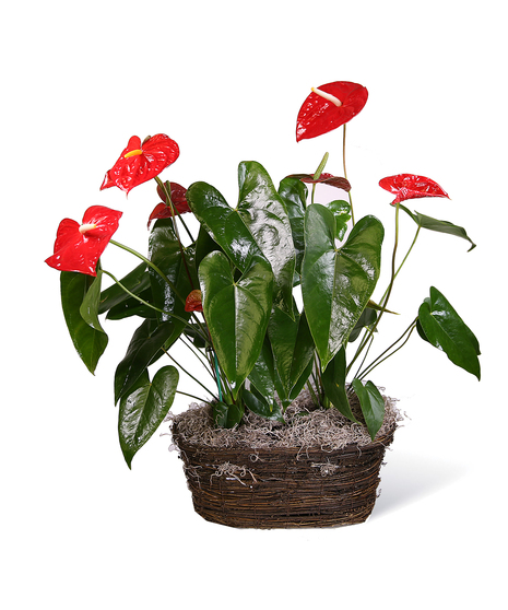 Red Anthurium Planter
