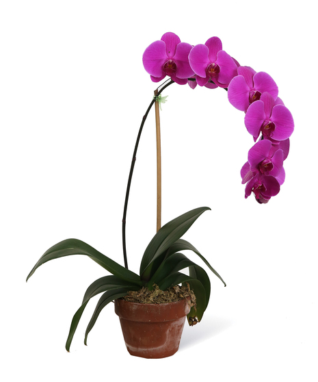 Purple Phalaenopsis Orchid Uniontown (PA) Neubauer's Flowers 