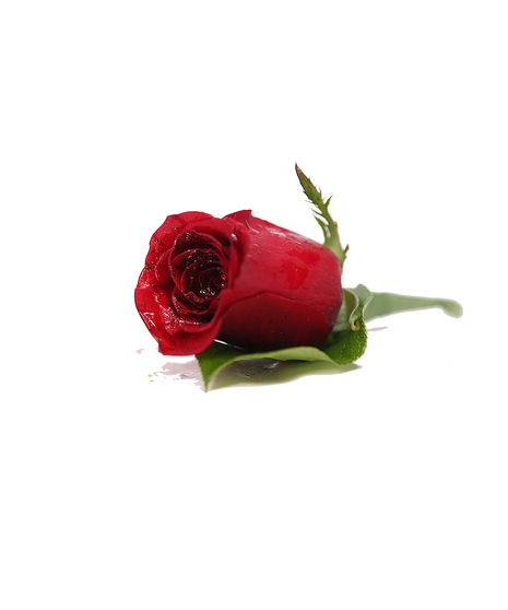 Sunflower and Red Rose Hand Tied Bouquet Uniontown, PA