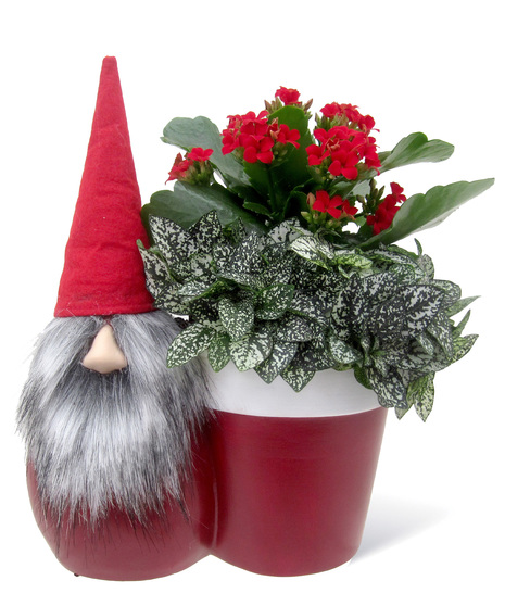 Tomte the Gnome Uniontown, PA