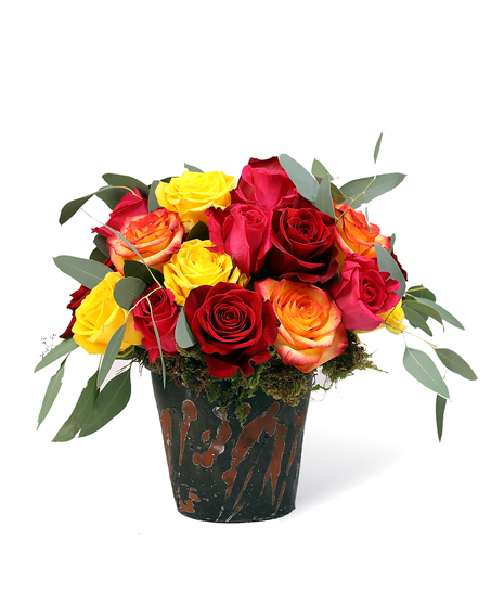 Terracotta Rose