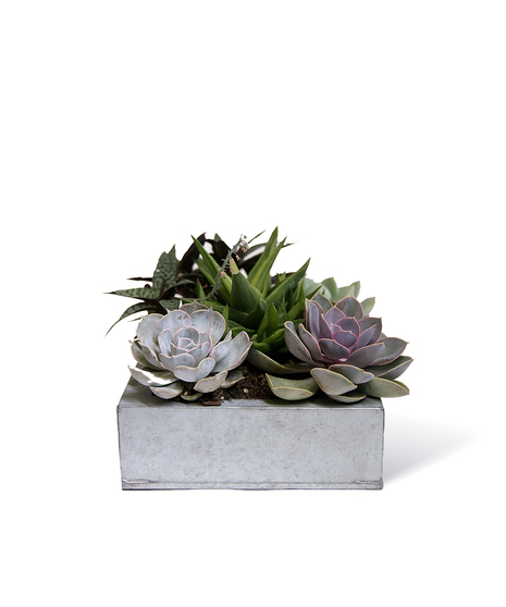 Square Succulent Garden Uniontown, PA
