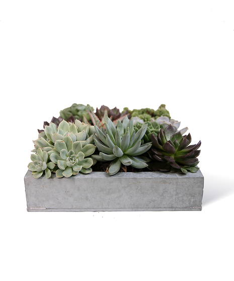 Square Succulent Gardens