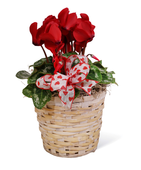 Valentine’s Cyclamen Plant