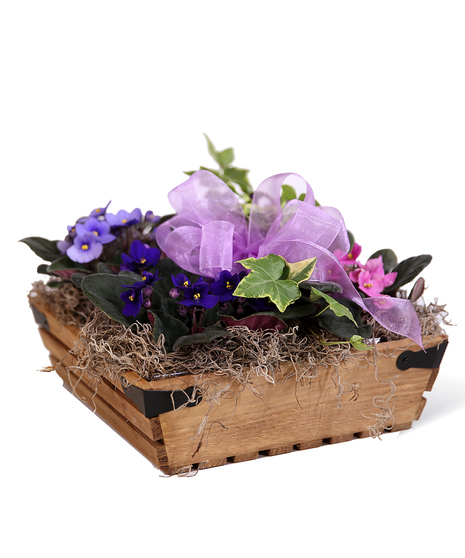 Violet Tray