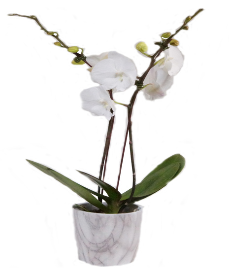 Phalaenopsis Orchid